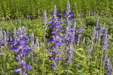 Group of Angelonia goyazensis Benth or purple Angelonia flower in the garden.