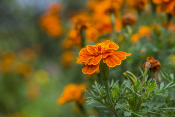 Orange color  in the garden