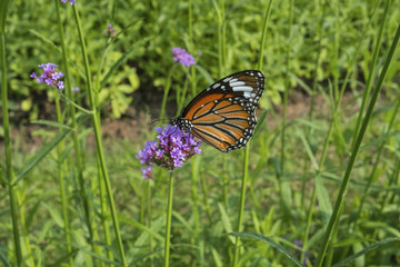 Butterfly and purple flower of Verbena flowers on green background. Selective focus.