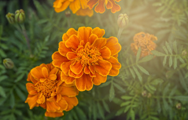 Top view vivid color flower or orange color flower.