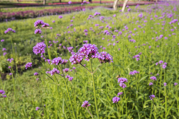 Naklejka premium Beautiful purple flower of Verbena flowers on green background. Selective focus.