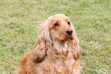 アメリカンコッカースパニエル