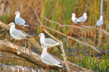 Sunrise on Danube Delta