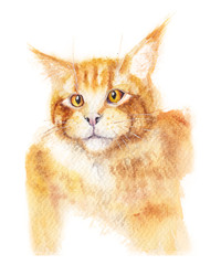 Red cat with golden eyes. Watercolor illustration isolated on white. Original hand drawn painting.