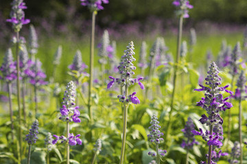 Fototapeta premium Close-up Angelonia goyazensis Benth or purple Angelonia flower in the garden.