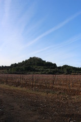 vignes en hiver