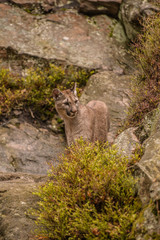 An endangered Florida PantherCougar(Puma concolor)