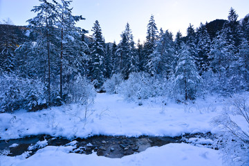 The winter forests of the northern countries