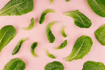 Leaves green fresh salad on pink background, pattern.