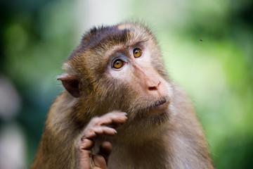 Wild Southern Pig-tailed Macaque fascinated by a fly in Sukau, Borneo Malaysia