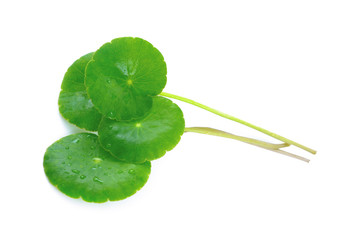 asiatic leaf isolated on white background