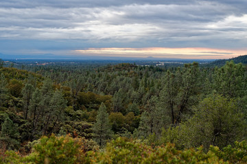 Forestland outside Lake Shasta, California