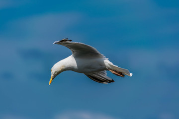 Mouette en vol.