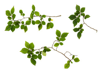 Set of branches with fresh green leaves