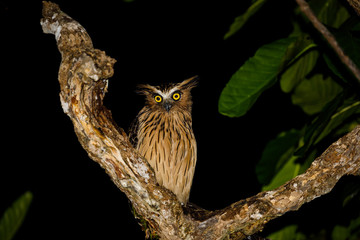 Alert Buffy Fish Owl in Sukau of Sabah Borneo 