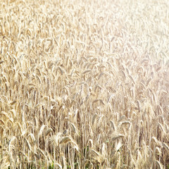Wheat field. Rural meadow. Nature. Rich harvest..