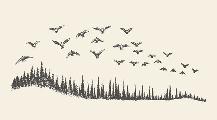 A flock of birds drawn vector illustration, sketch