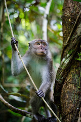 Posing wild Southern Pig-tailed Macaque in Sukau, Borneo Malaysia