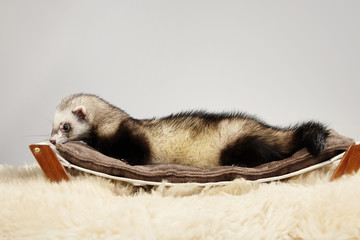 Nice ferret male portrait in studio on bed
