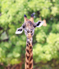 Portrait view of a Thornicroft Giraffe head and neck looking directly into camera while standing infront of a green vibrant tree.  South Luangwa National Park, Zambia, Southern Africa