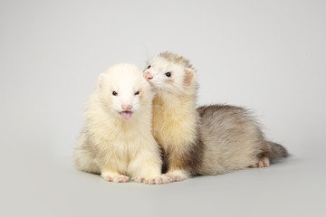 Pet and friend - Ferret couple portrait in studio on background
