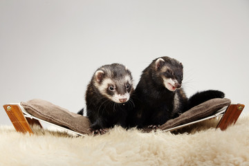 Pet and friend - Ferret couple portrait in studio