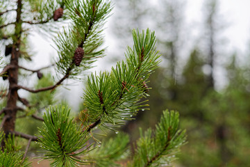 Close-up of Douglas Fir trees