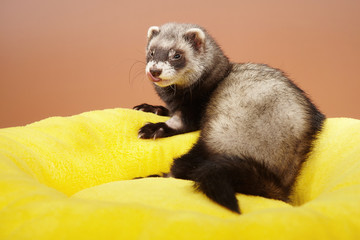 Pet friend - ferret portrait in studio after infusion therapy