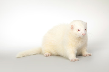 Pet friend - albino ferret portrait in studio