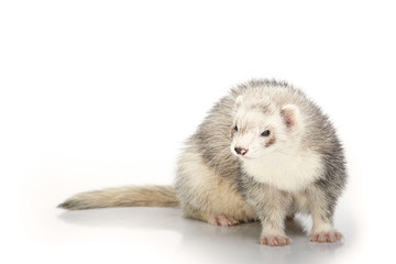 Silver ferret on white background posing for portrait in studio