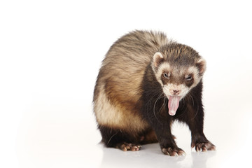 Ferret male on white background posing for portrait in studio