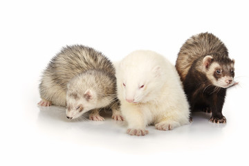 Ferret group on white background posing for portrait in studio