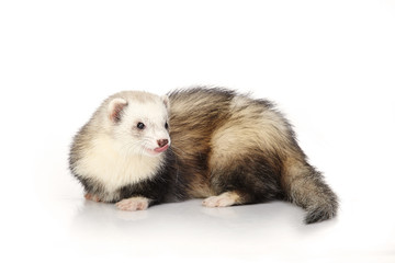 Fototapeta na wymiar Nice ferret on white background posing for portrait in studio