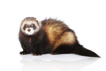 Standard color ferret on white background posing for portrait in studio