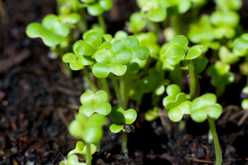 Group of sprouts growing from seed in the sunny soil