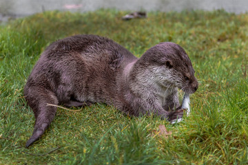 European fish otter