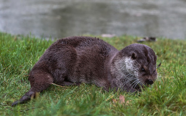 European fish otter