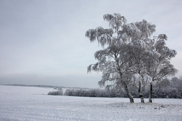 Morning after a snowfall./Three birches in the field and all round them is covered by fresh fluffy snow.