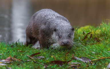 European fish otter