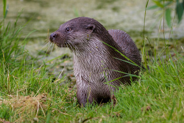 European fish otter