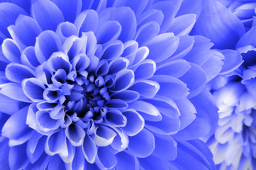 macro of blue aster flower