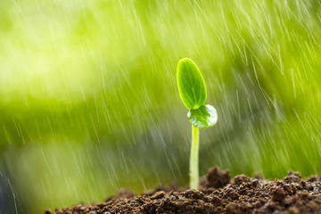 Spring Bud Growing with green Nature Background