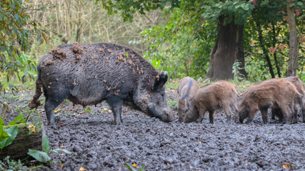 Wild Boars