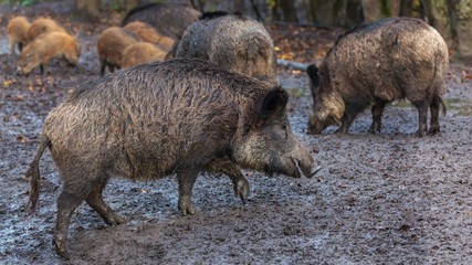 Wild Boars