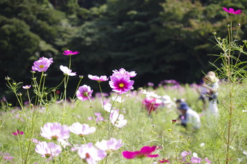 Autumn flower, cosmos