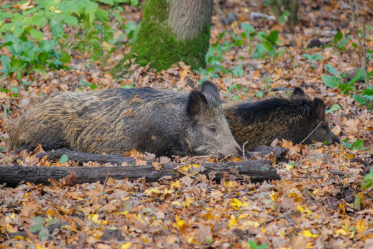 Wild Boars