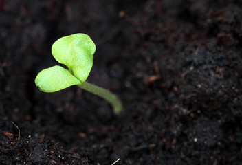 Young Sprouting Basil Seedling