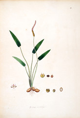 Fototapeta na wymiar Botanical illustration