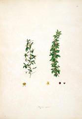 Botanical illustration