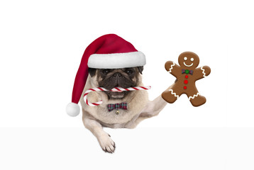 cute Christmas pug dog with santa hat and candy cane, holding up gingerbread man cookie, hanging on white banner, isolated